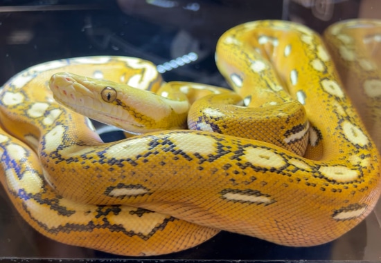 Ogs Het Purple Free Shipping Reticulated Python by DNT RETICS