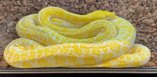 White Citrus Marble Tiger Reticulated Python by DNT RETICS
