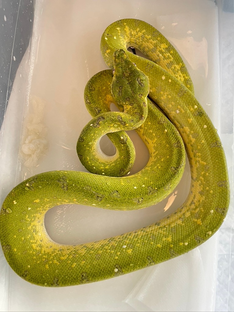 2020 USCB Mixed Locale Designer Green Tree Python by House of the ...
