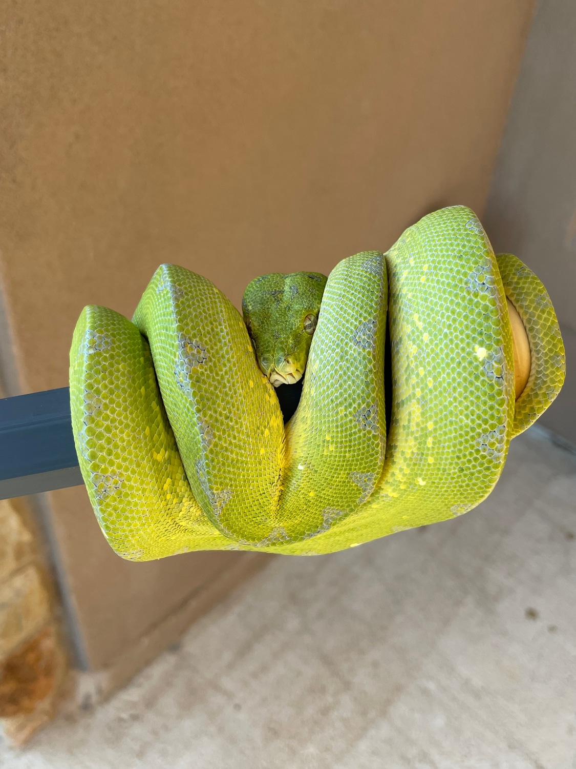 2020 USCB Mixed Locale Designer Green Tree Python by House of the ...