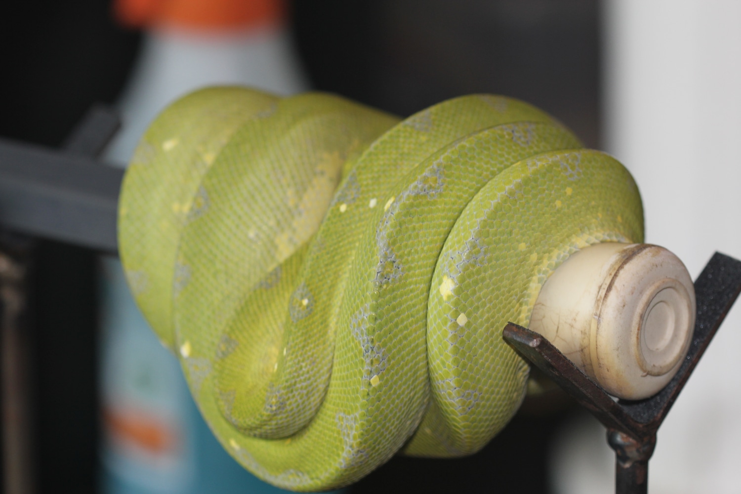 USCBB Mixed Locale (Cyclops, Biak) Green Tree Python by House of the ...