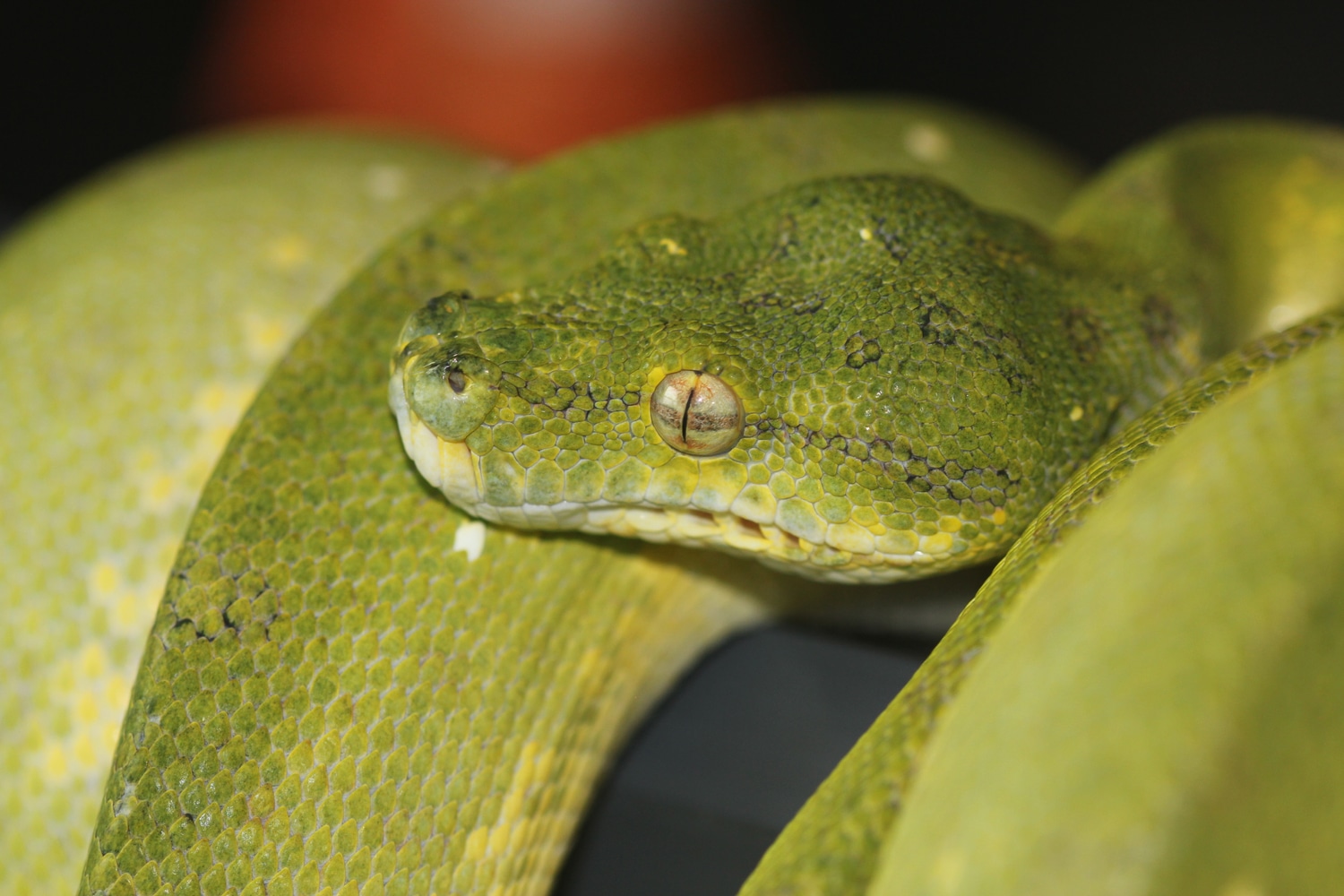 USCBB Mixed Locale (Cyclops, Biak) Green Tree Python by House of the ...