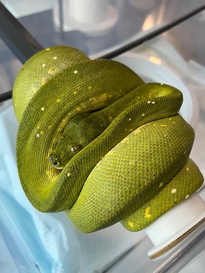2020 USCBB Biak/Cyclops Green Tree Python by House of the Serpent