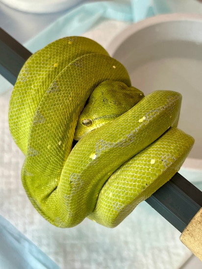 2020 USCBB Biak/Cyclops Green Tree Python by House of the Serpent