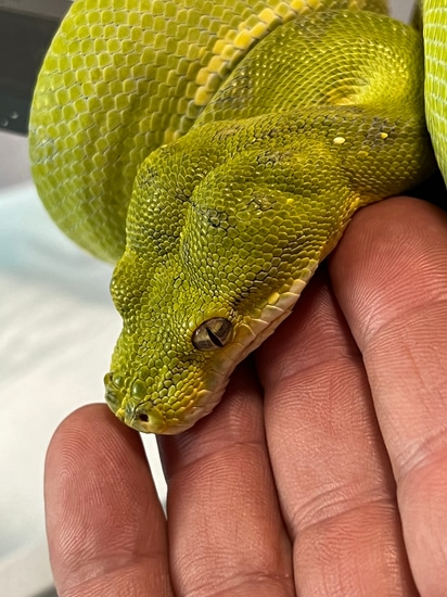 2020 USCBB Biak/Cyclops Green Tree Python by House of the Serpent