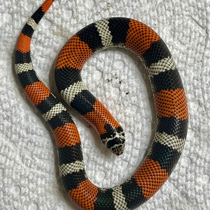 Established Tricolor (Free Shipping) Tri-Color Hognose