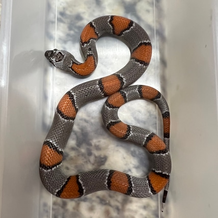 Established Non-Locale (Free Shipping) Gray-Banded Kingsnake