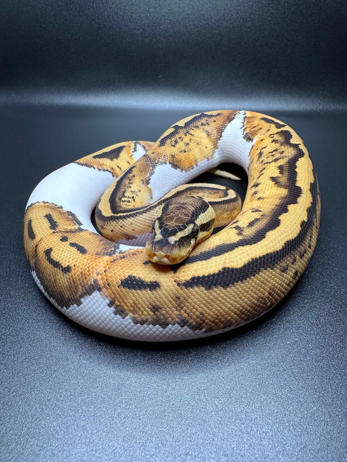 Pastel Pied Ball Python by Teacher’s Pythons - MorphMarket