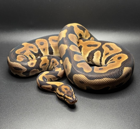 600g Ball Python Leopard Het Clown (600g+) Ball Python by Teacher’s Pythons