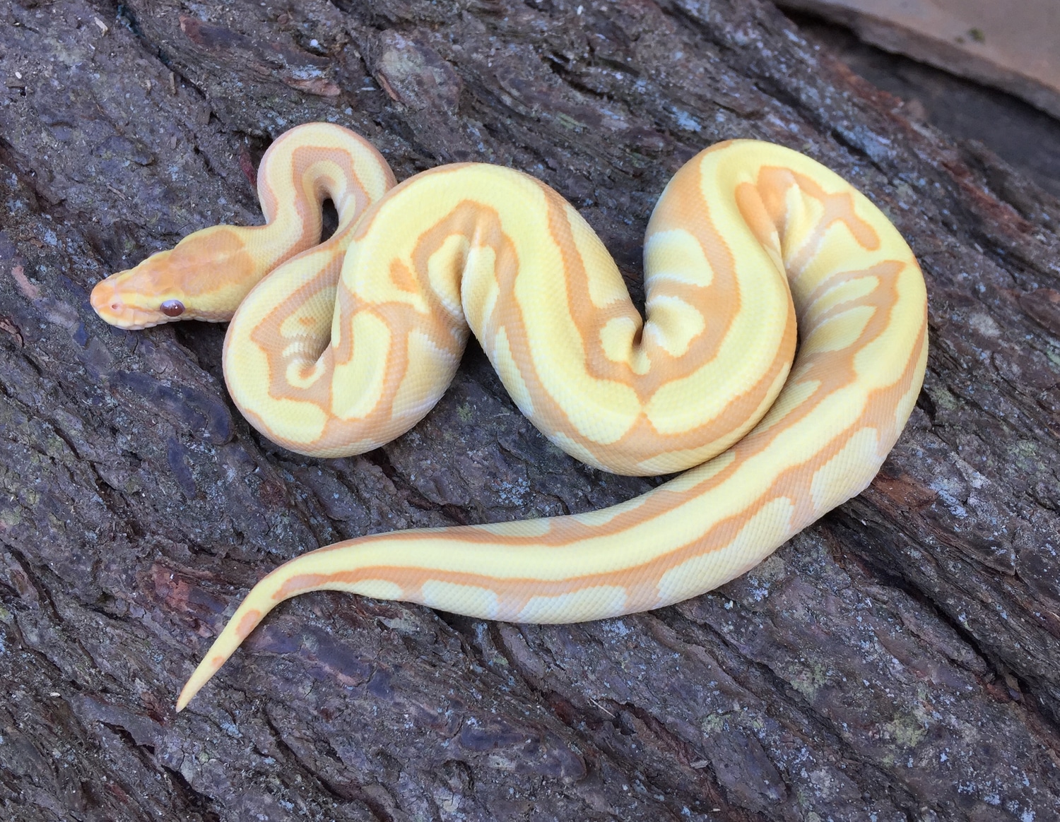 Rainbow Enchi Disco Ball Python by Susquehanna Ectotherms - MorphMarket