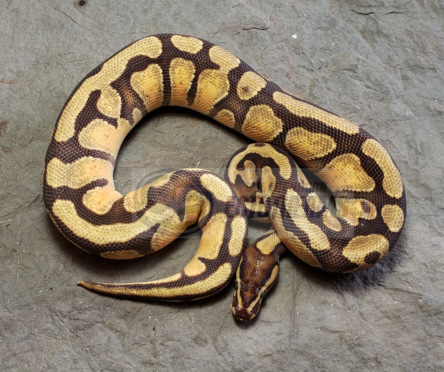 Enchi Disco Het. Rainbow Ball Python by Susquehanna Ectotherms ...