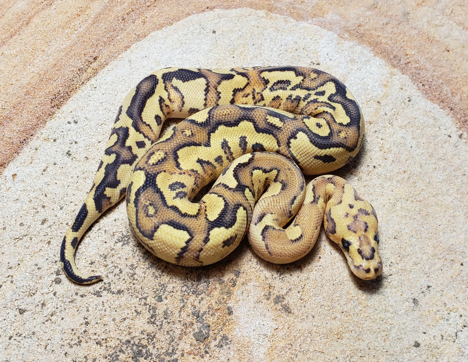 Super Disco Clown Ball Python by Susquehanna Ectotherms - MorphMarket