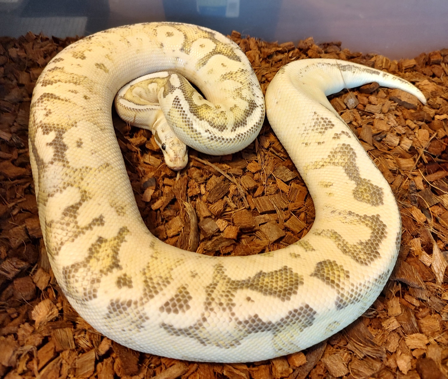 Super Disco Super Pastel Ball Python by Susquehanna Ectotherms ...