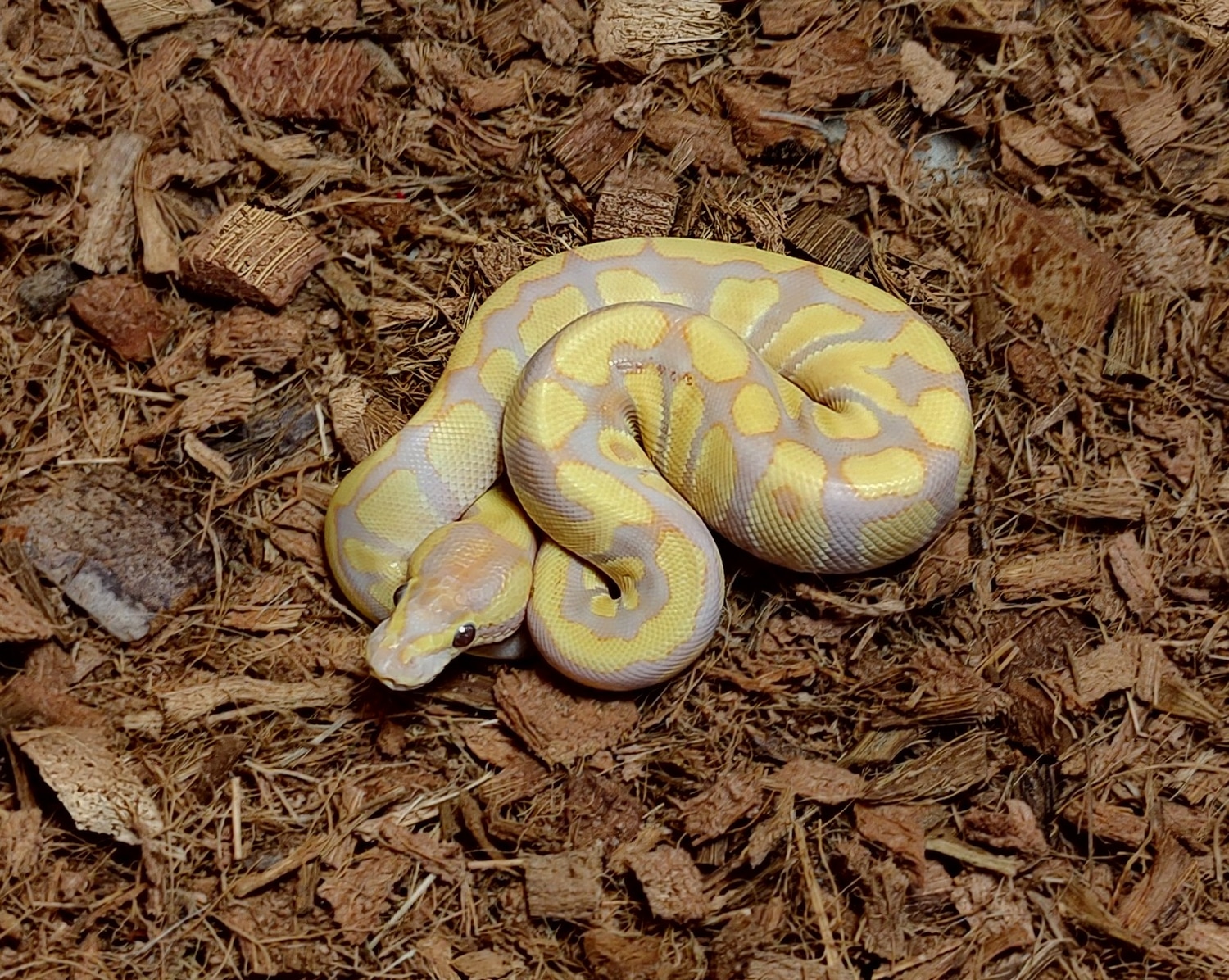 Enchi Rainbow Ball Python by Susquehanna Ectotherms - MorphMarket