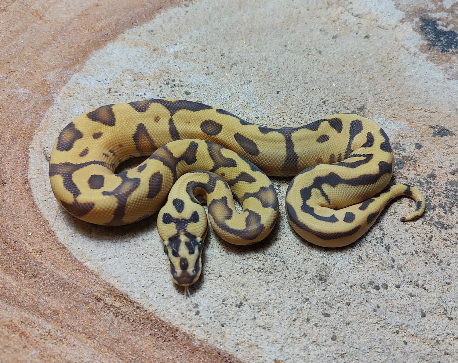 Super Enchi Leopard Pastel Ghost Het Rainbow Ball Python by Susquehanna ...