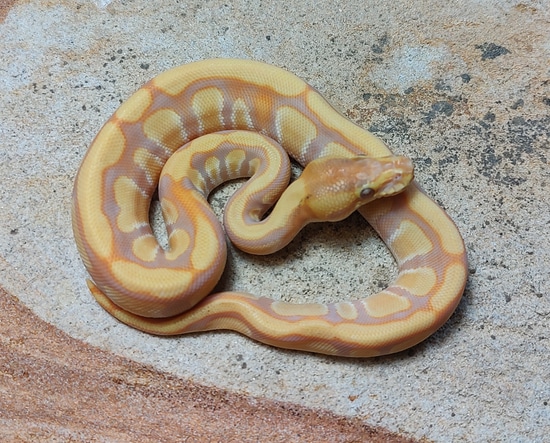 Orange Dream Rainbow Het Ghost Ball Python by Susquehanna Ectotherms