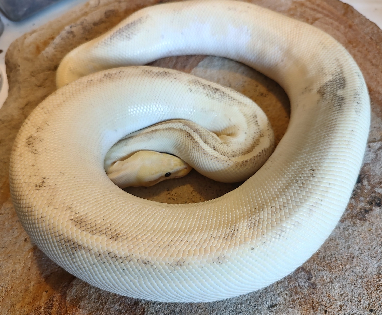 Pastel Mojave Disco Sulfur Ball Python by Susquehanna Ectotherms