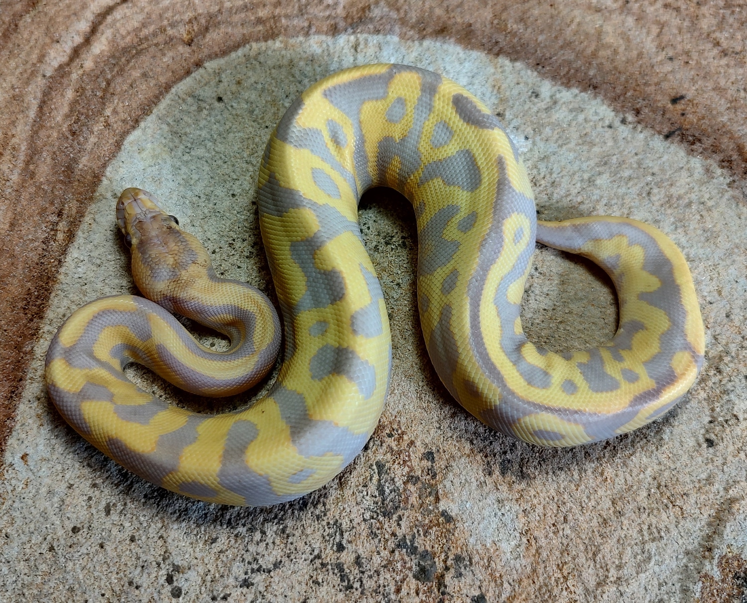 Leopard Rainbow Ball Python by Susquehanna Ectotherms - MorphMarket