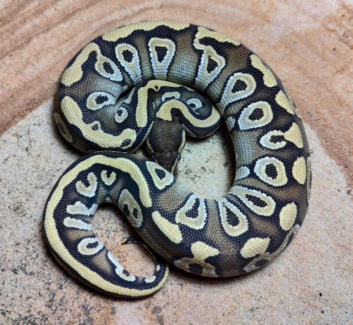 Mojave Specter Het Clown Ball Python by Susquehanna Ectotherms ...