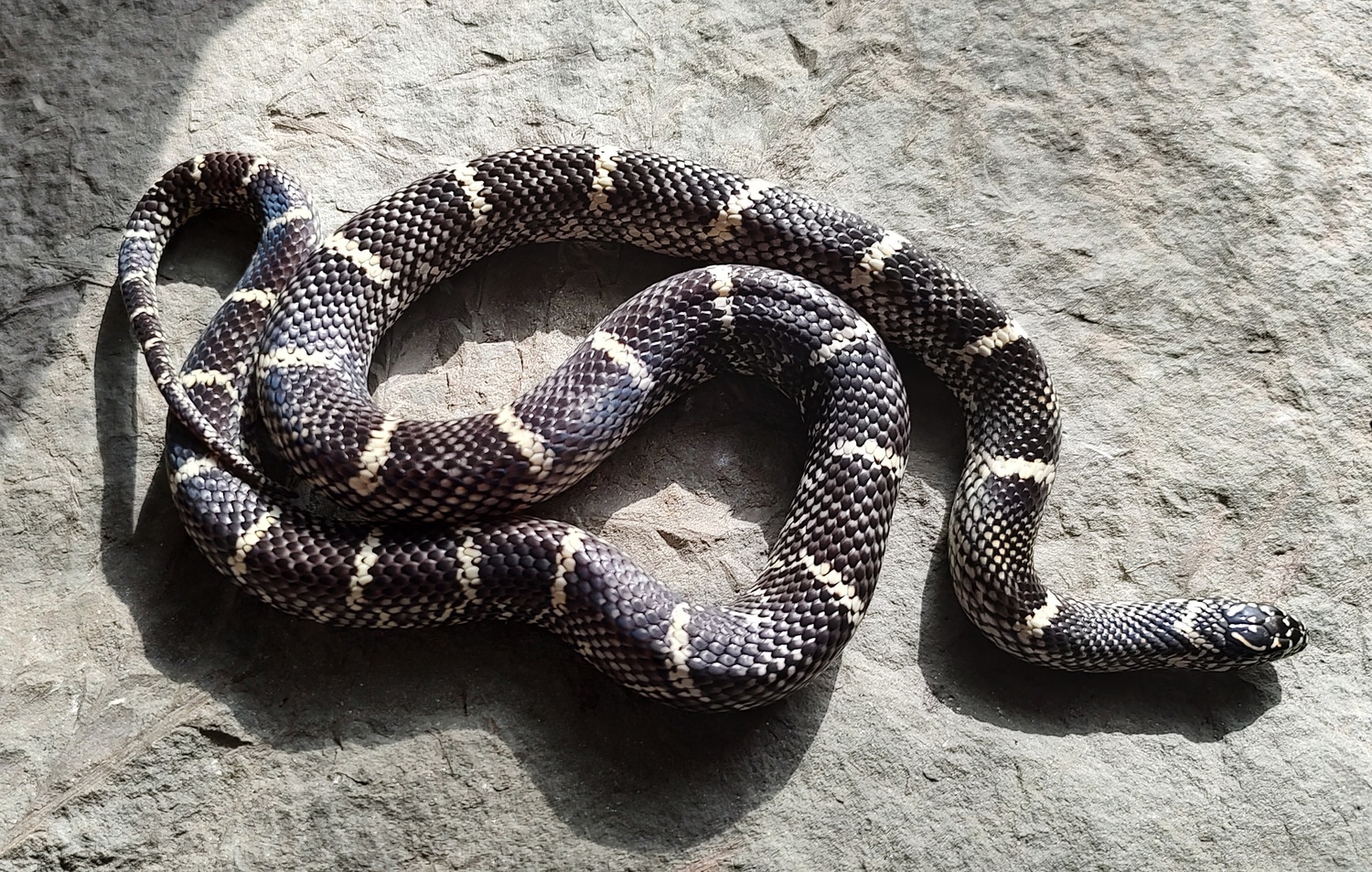Picture of Outer Banks King Snake Eastern Kingsnake by Susquehanna Ectotherms ...