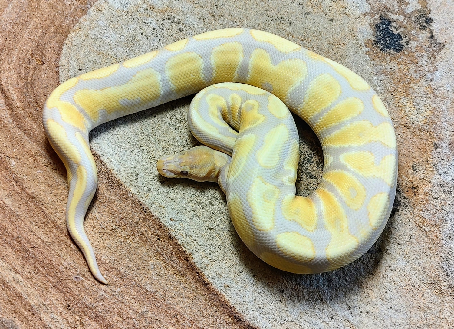 Rainbow Ball Python by Susquehanna Ectotherms - MorphMarket