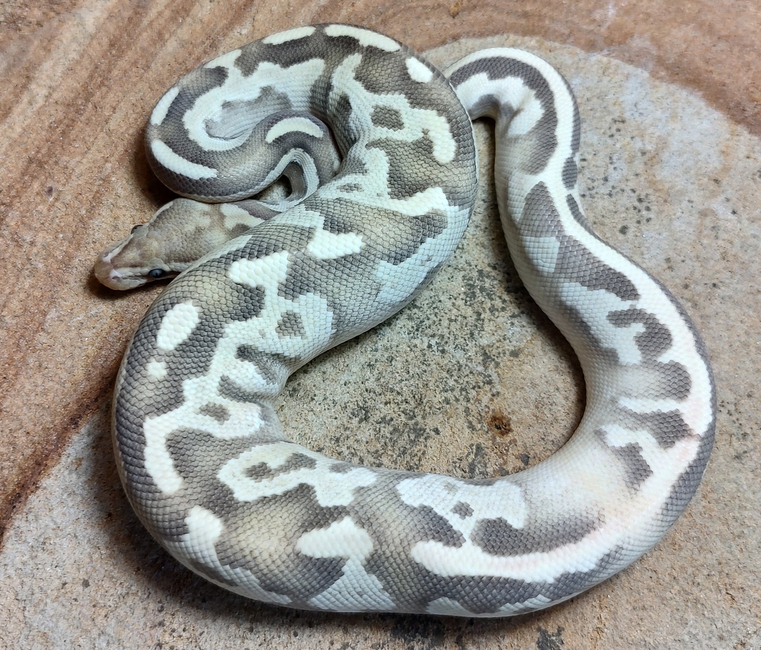 CB2022 Super Disco Mojave Pastel 50% Possible Het Rainbow Ball Python ...