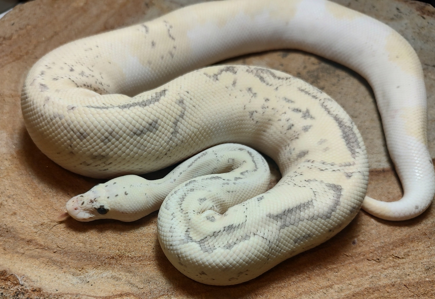 Pastel Disco Fire Clown Ball Python by Susquehanna Ectotherms MorphMarket