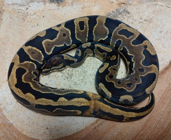 Leopard Calico Het Rainbow Ball Python by Susquehanna Ectotherms
