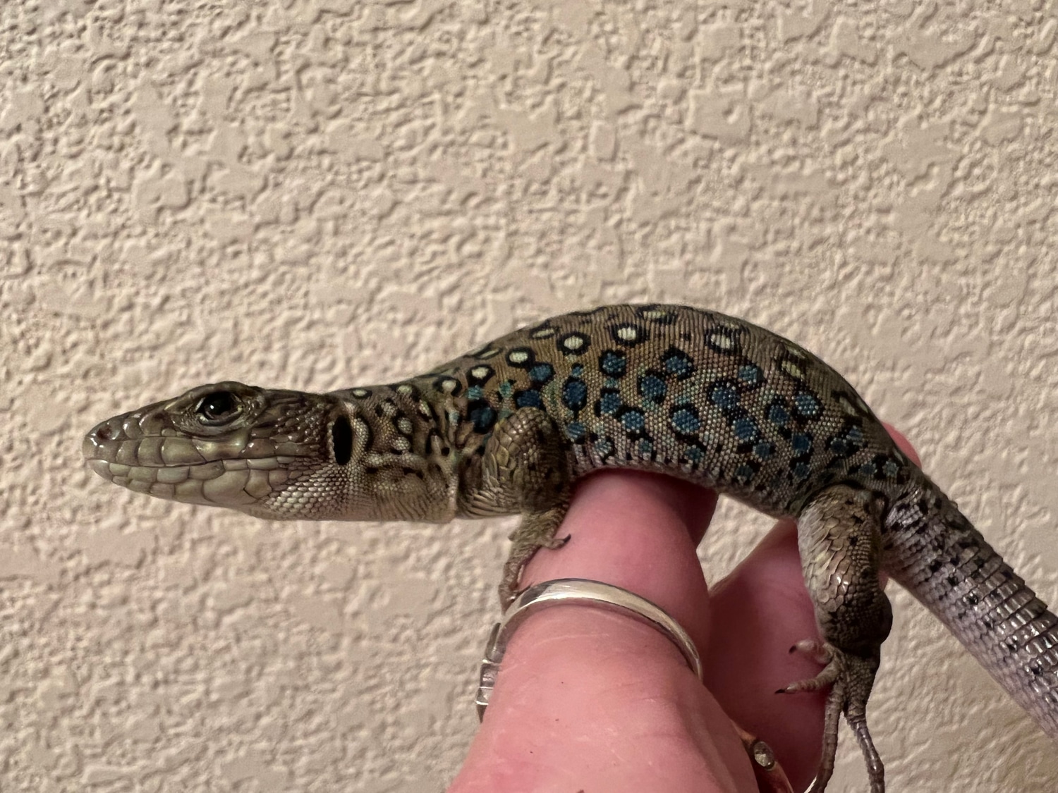 Jeweled Lacerta Het. Melanistic 66 Other Lizard by Reptile Town MorphMarket