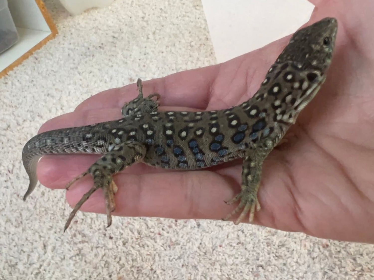 66 Het. Melanistic Jeweled Lacerta Other Lizard by Reptile Town