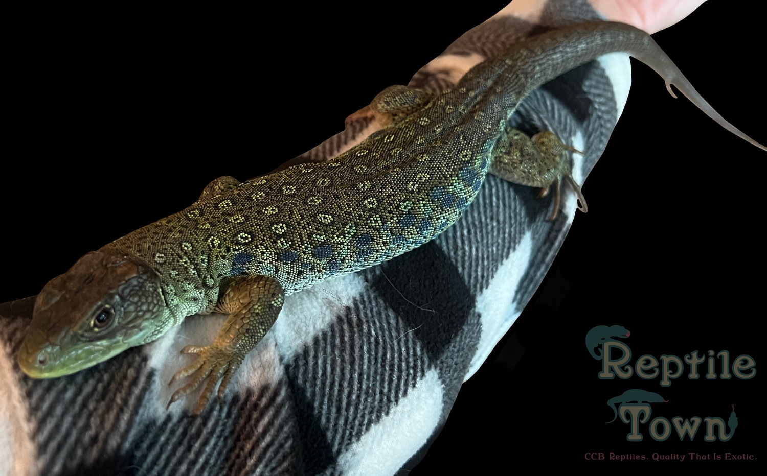 Jeweled Lacerta 66 Het. Melanistic RTB More Lizard by Reptile Town MorphMarket