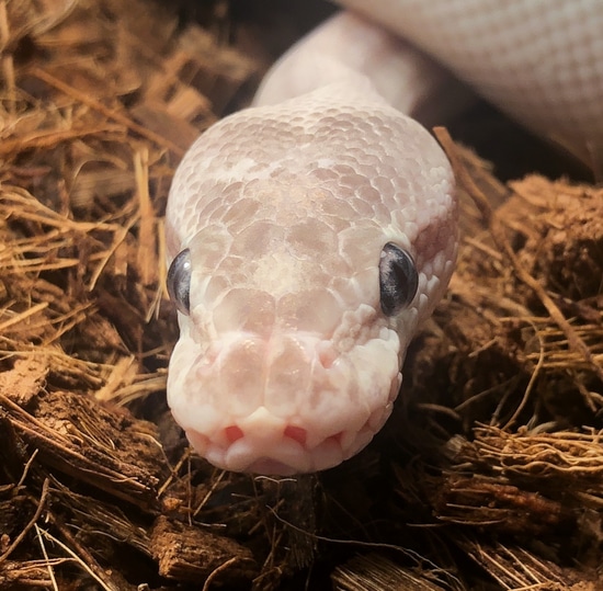 Super Mojave *Free Shipping* Ball Python by PXL Reptiles