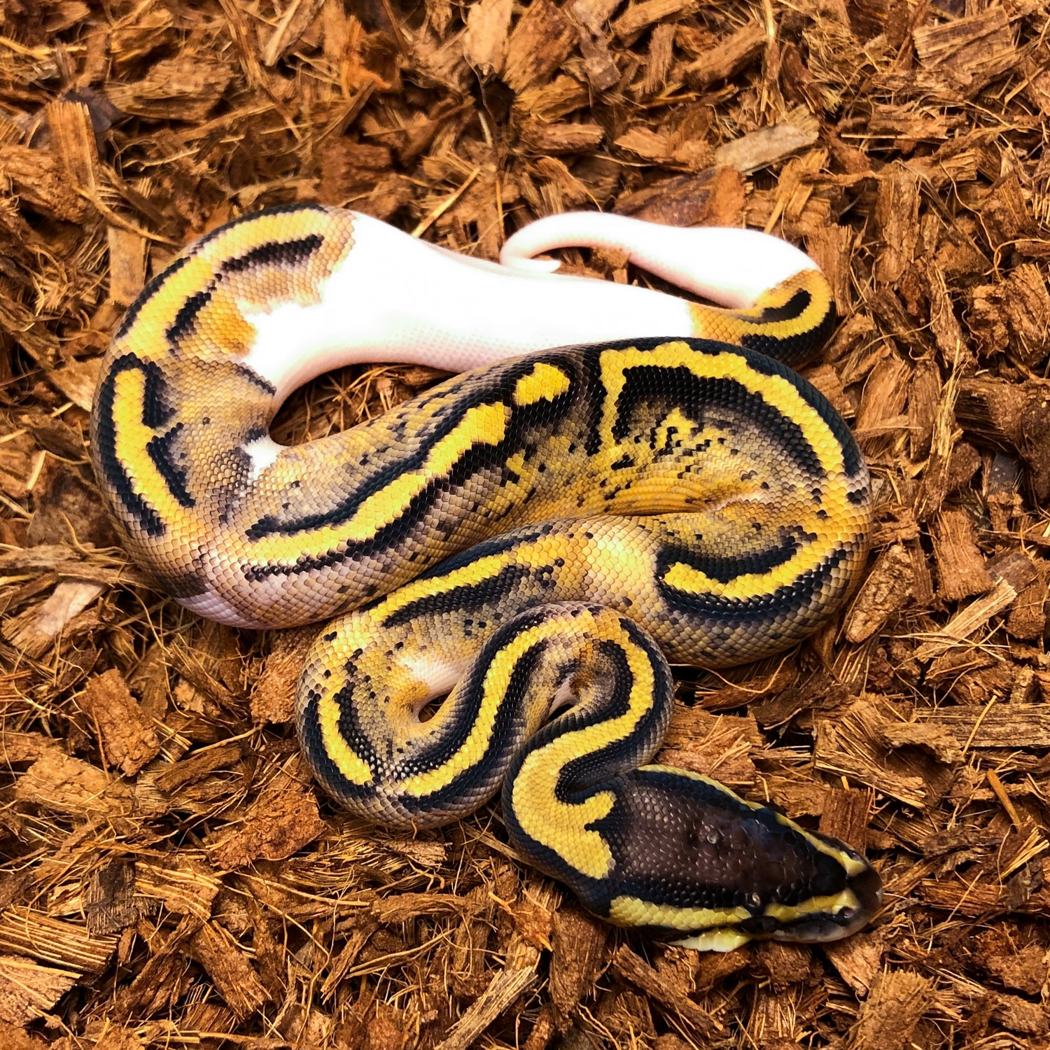 Pastel Pied Ball Python by PXL Reptiles - MorphMarket