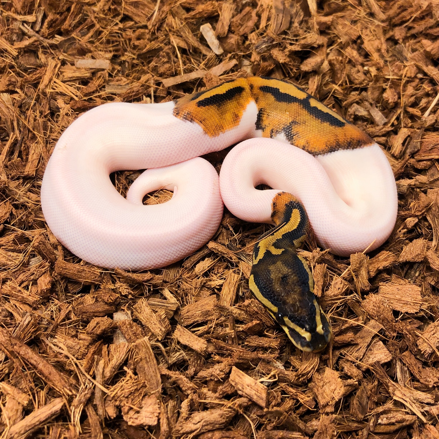 Female Pied Ball Python by PXL Reptiles - MorphMarket
