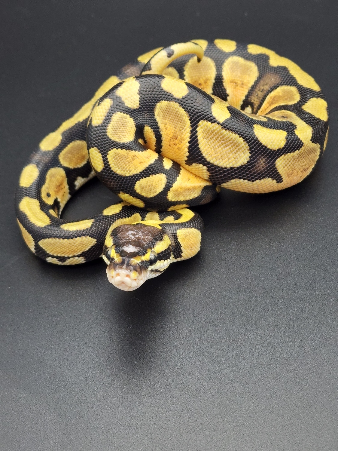 Pastel Scaleless Head Ball Python by Temple Exotics - MorphMarket