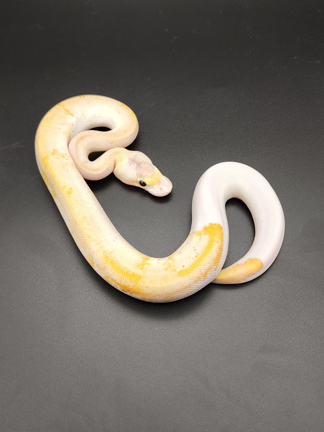 Pastel Champagne Pos Pinstripe Pos Black Pastel Ball Python by Temple ...