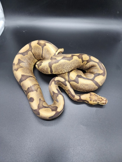 Spider Chocolate Het Desert Ghost Ball Python by Temple Exotics