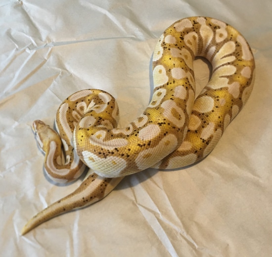 Coral Glow, Banana, Pastel, Axanthic Vpi Ball Python by Tenberri Ball