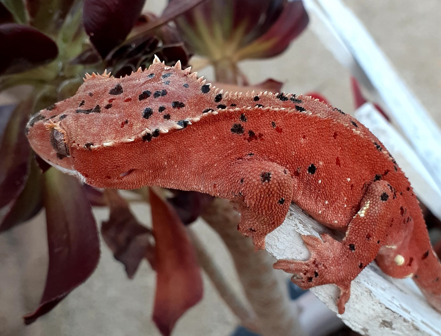 Red Confetti (Red/White/Black Spots) Dalmatian Male Crested Gecko by