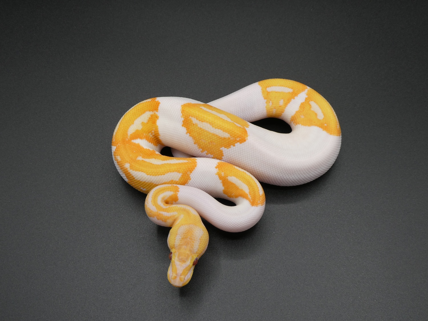 !!Sale!! YB Dreamsicle Ball Python by Serpent Suburbia - MorphMarket