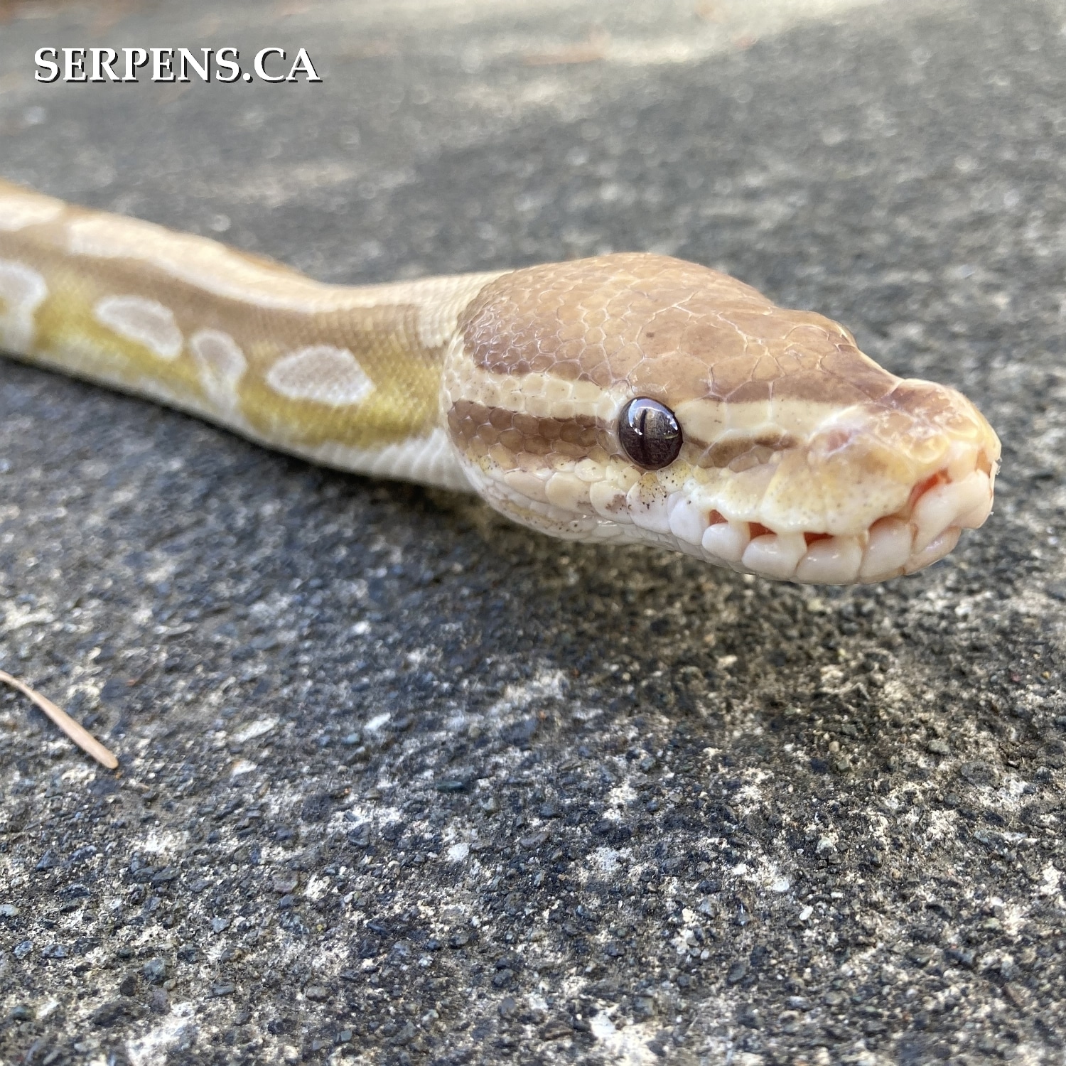 Mojave Caramel Albino Ball Python by Serpens - MorphMarket