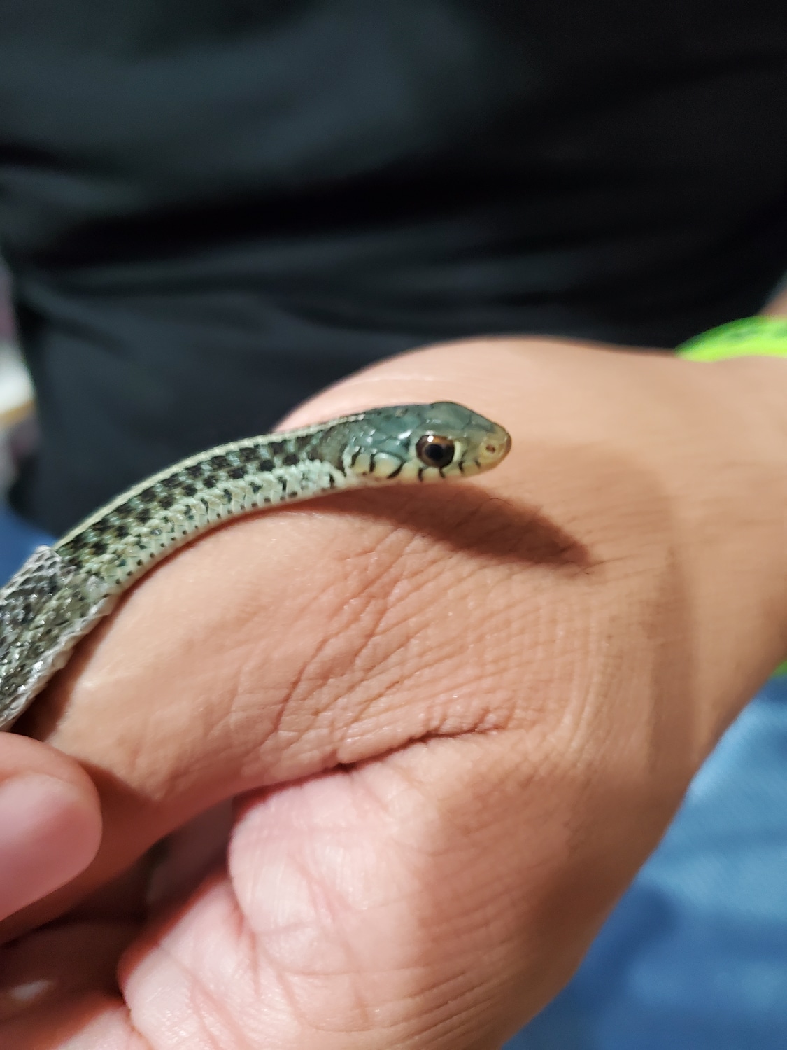 Florida Blue Garter Snake by Snekomastyx MorphMarket