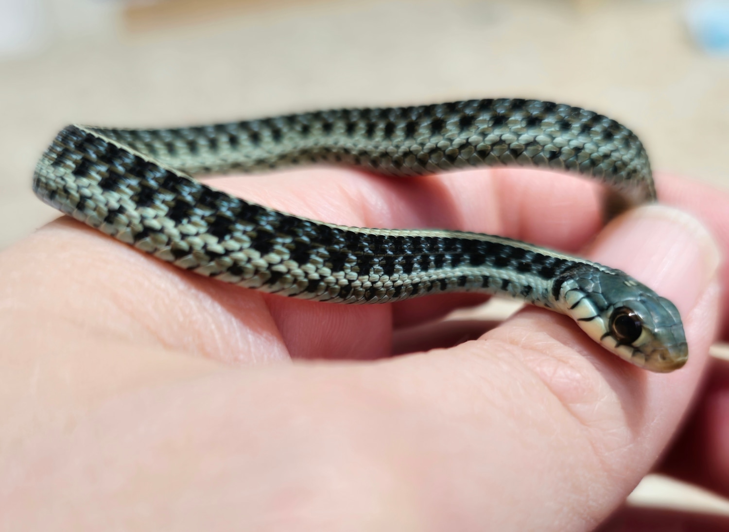 Florida Blue Garter Snake by Snekomastyx MorphMarket