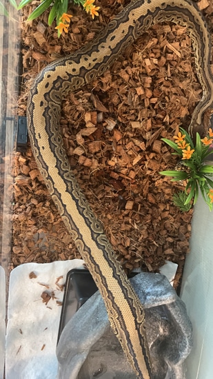 KENT, 1.0 Black Pastel Pinstripe Pos Yb Ball Python by Jojo's serpentarium