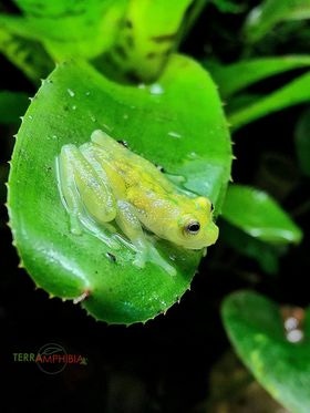 Hyalinobatrachium Valerioi Glass Frog