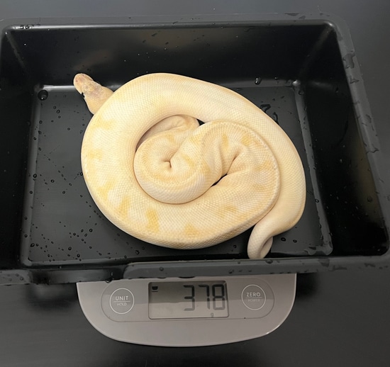 Pastel Mimosa (Pastel Champagne Ghost) Ball Python by PokeBall Pythons