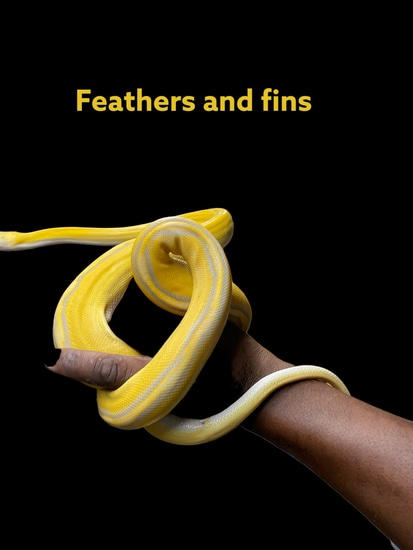 Lavender Sunfire Golden Child Reticulated Python by Feathers fins and furs