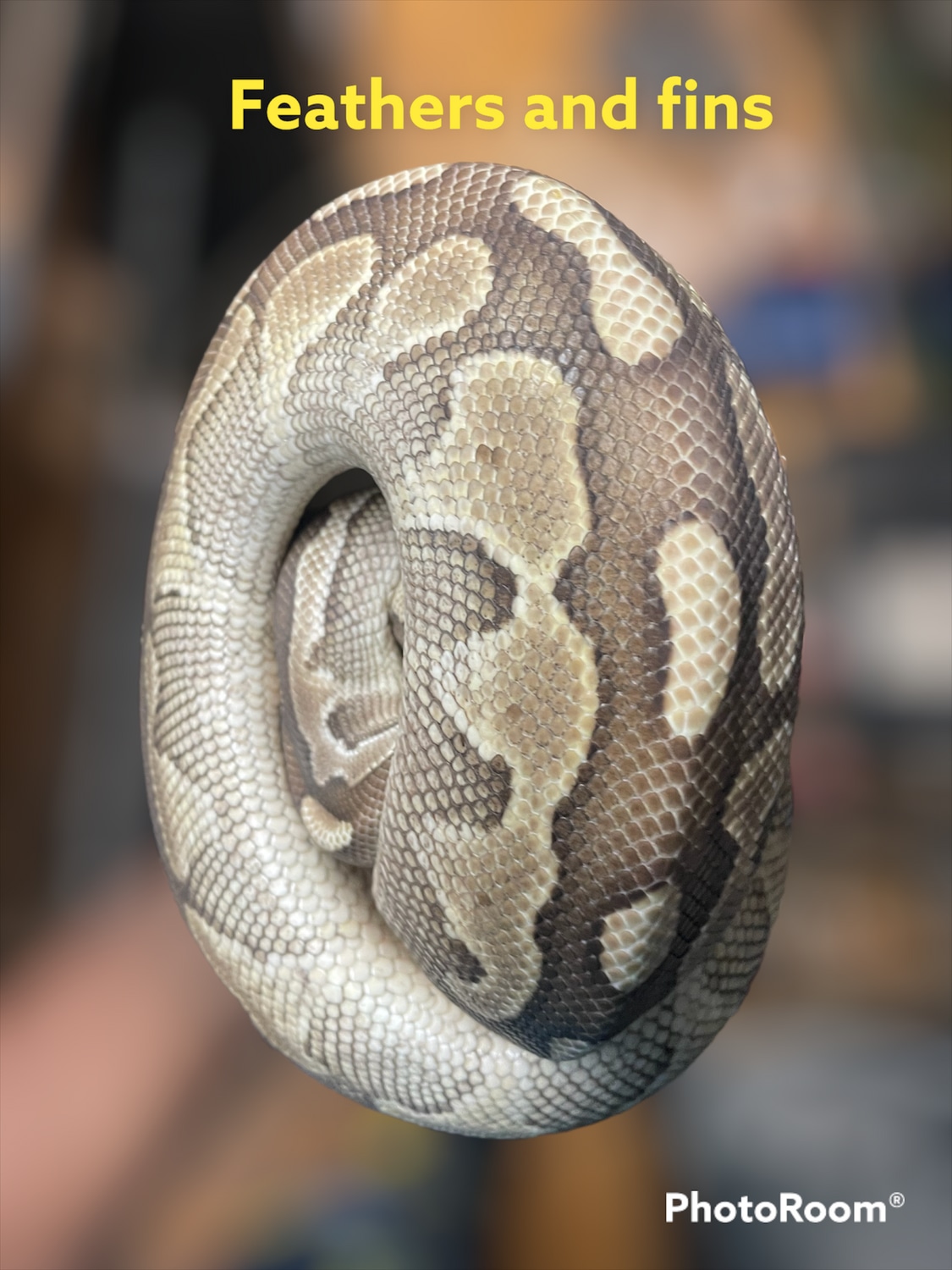 Lesser Ball Python by Feathers and fins - MorphMarket