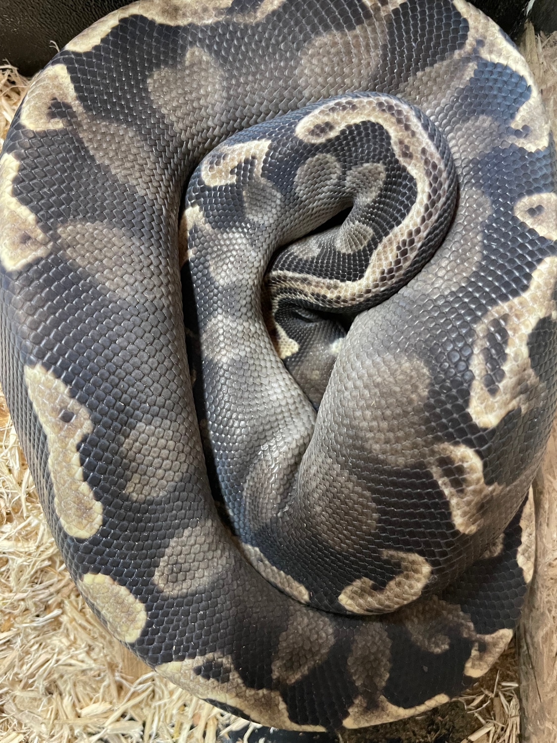 Ghi Mojave Het Hypo Ball Python by Feathers and fins - MorphMarket