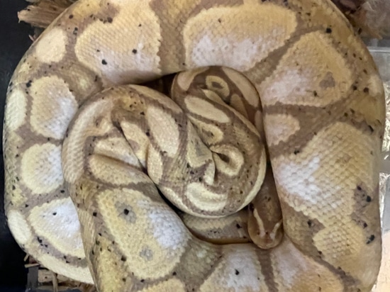 Banana Ball Python by Feathers fins and furs